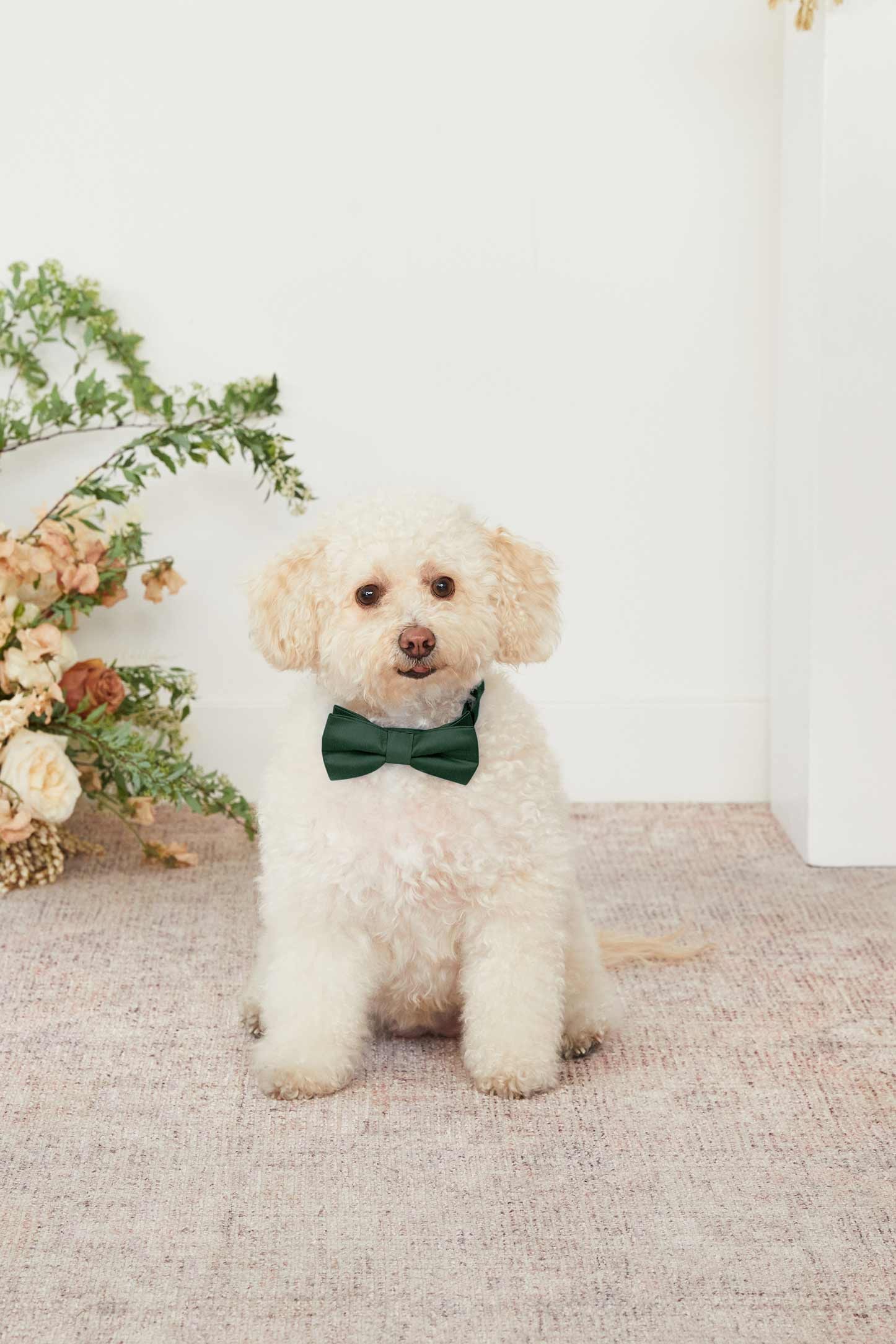 Sadie Pet Bow Tie - Emerald