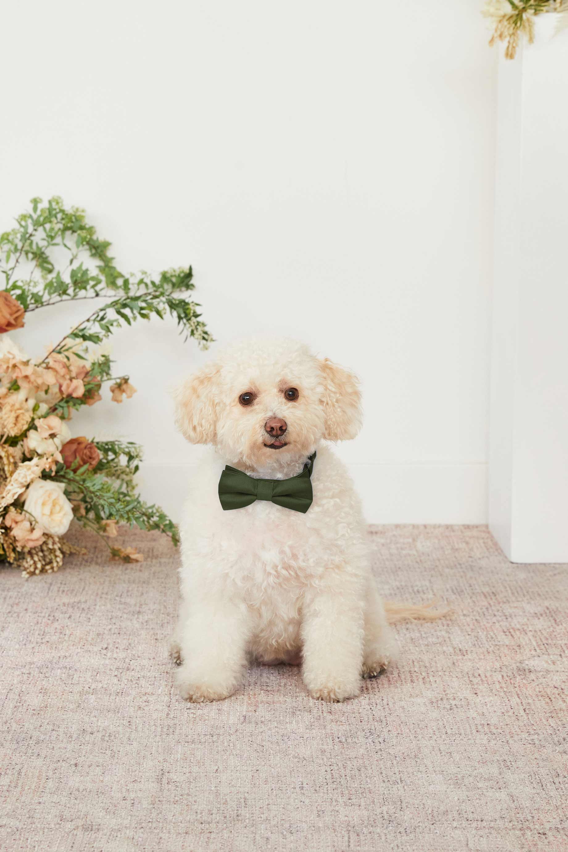 Sadie Pet Bow Tie - Olive