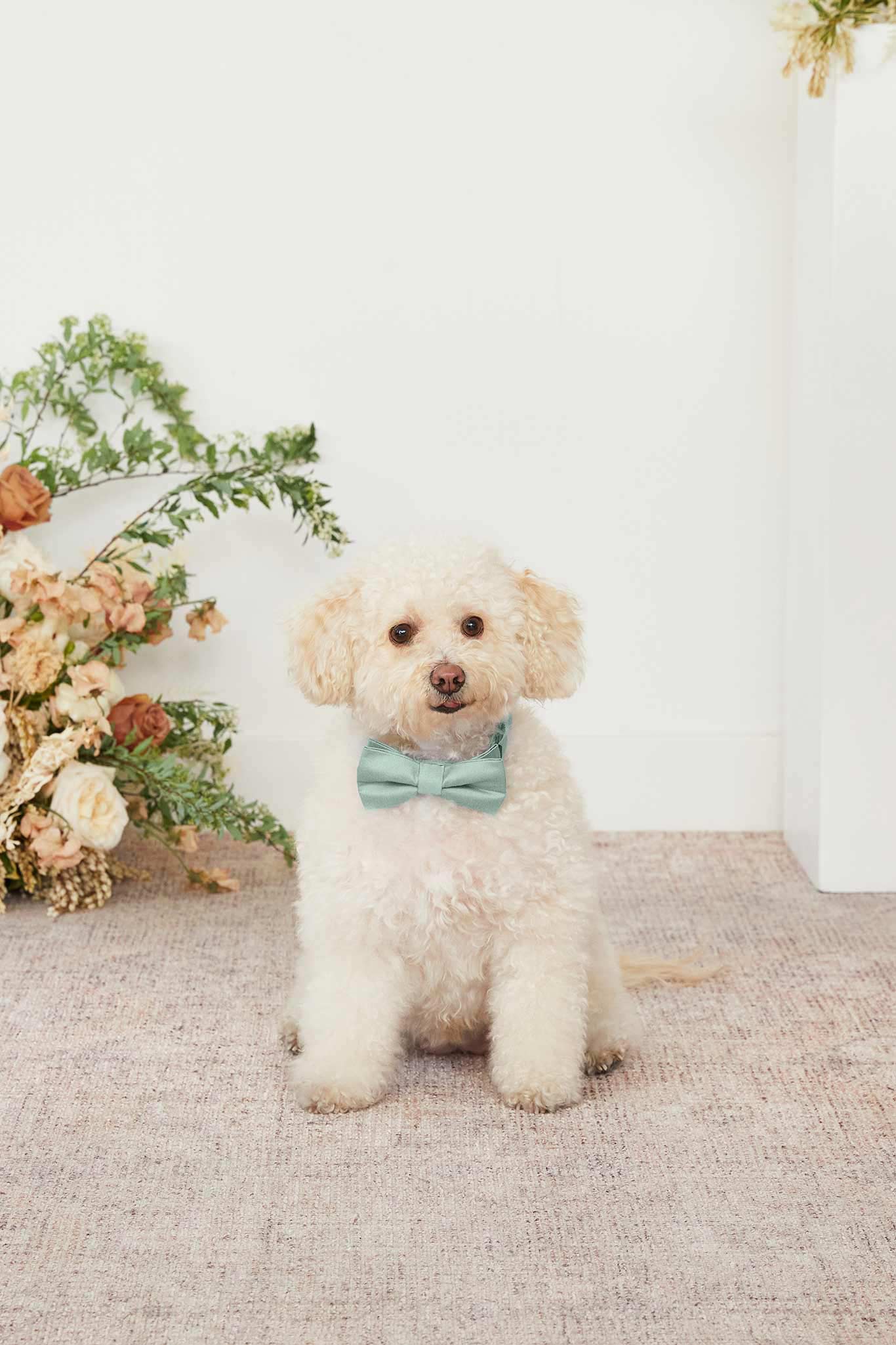 Sadie Pet Bow Tie - Sage