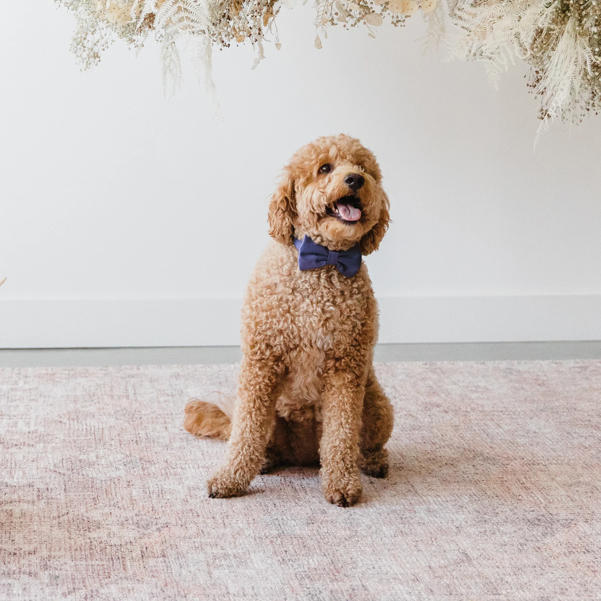 Sadie Pet Bow Tie - Sheen Navy